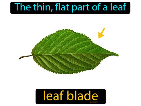 blades traduzione|leaf blade definition.